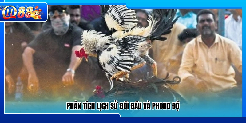 Mẹo đá gà mạng đánh giá lịch sử chạm trán và phong độ 