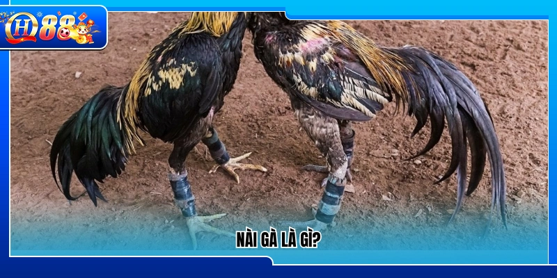 Nài gà được hiểu thế nào trong đá gà?