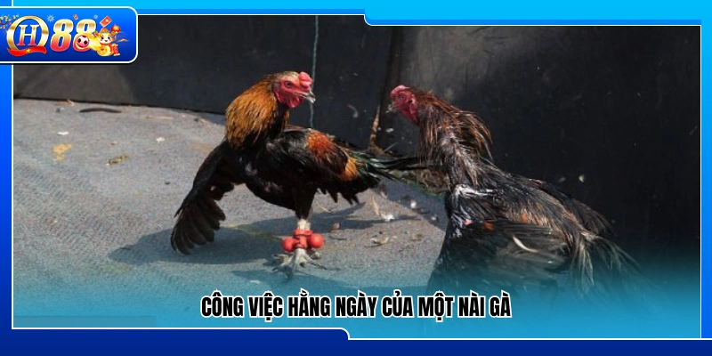 Nhiệm vụ thường nhật của nài gà
