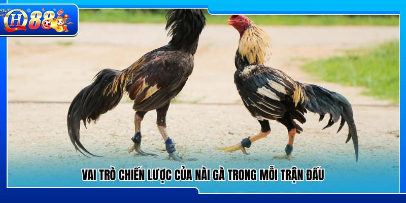 Tầm quan trọng mang tính chiến thuật của nài gà